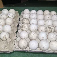 تخم بوقلمون با کیفیت