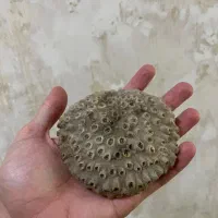 مرجان دریایی