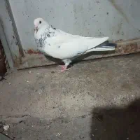 کبوتر|پرنده|بابا حیدر, |دیوار