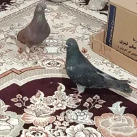 دورود ناصرالدین تبل