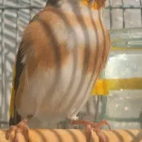 سهره سر سیاه