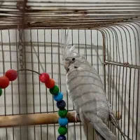 ۳عددعروس هلندی ۲۵۰۰۰۰۰