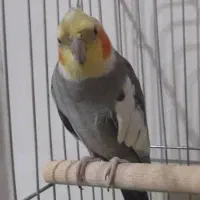 عروس هلندی|پرنده|مریوان, |دیوار