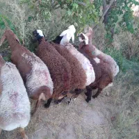 گوسفند پروار