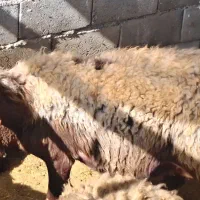 میش بره قوچ شیری دوبر