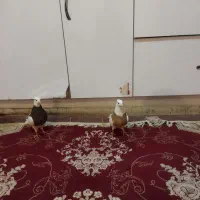 دوتا ماده طوقی بدون خطا|پرنده|خرم‌آباد, |دیوار