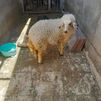 بره ماده سالم وسرحال