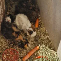 خوکچه هندی|موش و خرگوش|شهرکرد, |دیوار