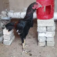 لاری
