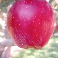 سیب قرمز درجه یک و دو درسردخانه|خوردنی و آشامیدنی|تبریز, |دیوار