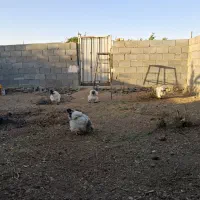 3عددمرغ برهما