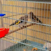 جوجه سهره نر کرمونی