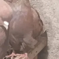 کبوتر اخمو پروک