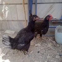 مرغ و خروس رسمی