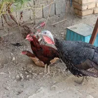 فروشی