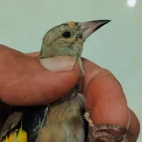 سهره کرمونی و دورگ کرمانی|پرنده|ششده و قره بلاغ, |دیوار