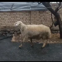 قوچ|حیوانات مزرعه|زنده رود, |دیوار