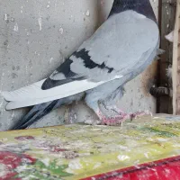 کبوتر پلاکی