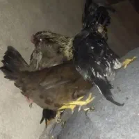 مرغ|حیوانات مزرعه|ساوه, |دیوار