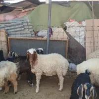 بره نر هترو سفید