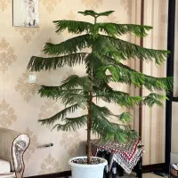 گل اپارتمانی ۱۸۰سانت