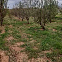 ۱۰۰۰ متر باغ بادوم فرانسوی قازنداقی