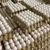 پخش تخم مرغ مستقیم از مرغ داری
