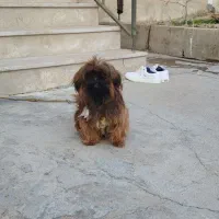 سگ پاکوتاه پامر فندق