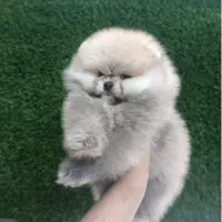 پامرانین (وارداتی)|سگ|تبریز, |دیوار