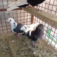 پرنده|پرنده|سمنان, |دیوار