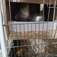 عروس هلندی|پرنده|اصفهان, شهید رجایی|دیوار