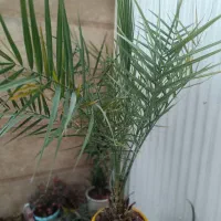 نخل زینتی