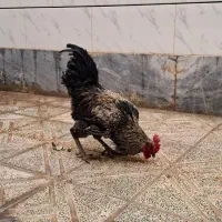 خروس جهادی جوان|حیوانات مزرعه|خمینی‌شهر, |دیوار