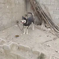 هاسکی ماده کهنوج.