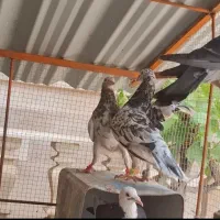 سار سرور هفرنگ هفترنگ گردن ابلغ کفتر کبوتر