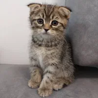 بچه گربه چینچیلا اسکاتیش بریتیش