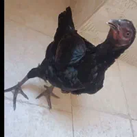 ماده مرغ