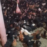 جوجه مرغ بومی جهادی