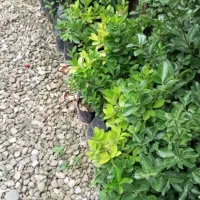 شمشاد بهترین تنه