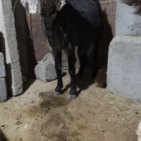 بز هلندی|حیوانات مزرعه|صحنه, |دیوار