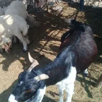 بز ابستن.درشت