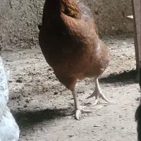 مرغ محلی تخم گزار|حیوانات مزرعه|قائمشهر, |دیوار