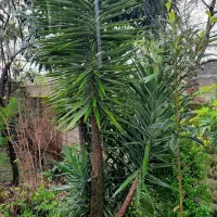 گل درختچه یوگا