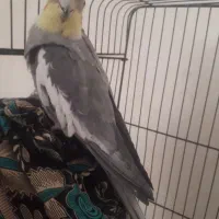 جفت مرغ عشق و عروس هلندی|پرنده|مهریز, |دیوار