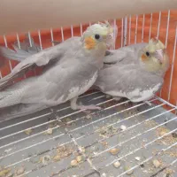 پرنده