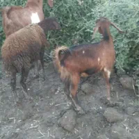 ۱ راس بذقاله ماده جنس مخصوص داشتی