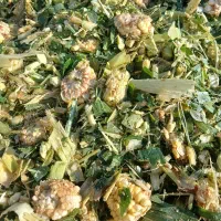 ذرت پلاستیک گرفته