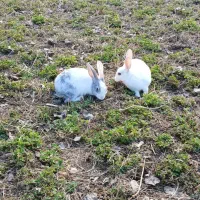 خرگوش بازی گوش