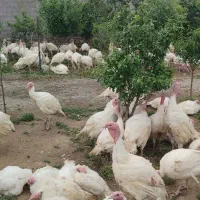 بوقلمون گوشتی اورگانیک از مرغ ارزانتر