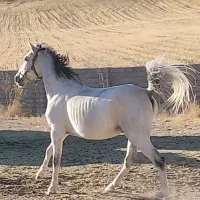 فروش اسب نریان کرد 5 سال|اسب و تجهیزات اسب‌سواری|تکاب, |دیوار